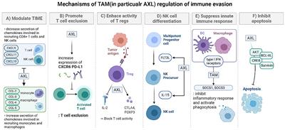 Immune Evasion Mechanism and AXL